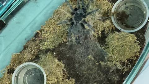 Tarantula feeding video 1