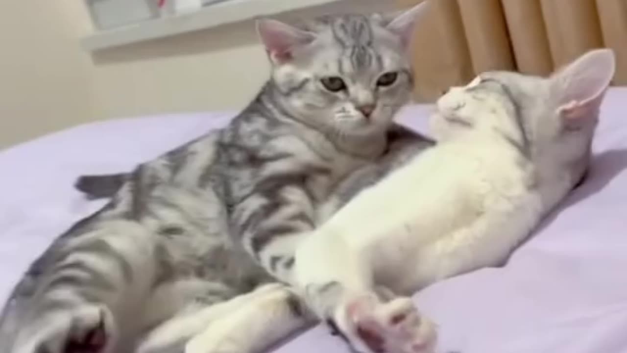 Funny cats video