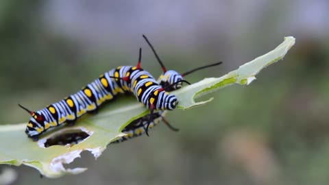 The leaf-eating caterpillar is a wonderful animal