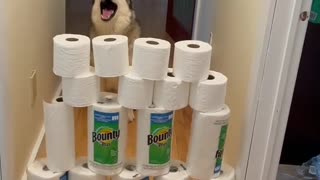 Husky Howls at High TP Tower