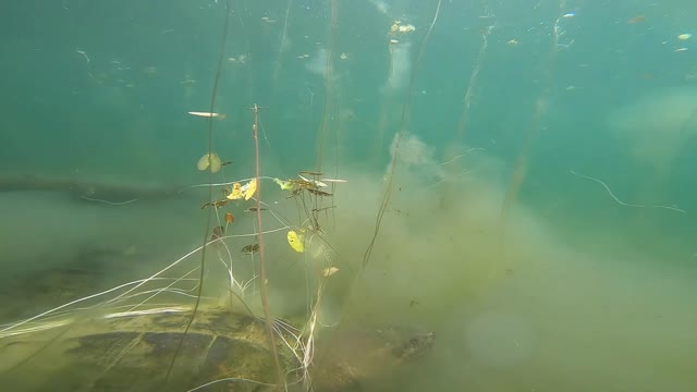 Gigantic Turtle Filmed Underwater