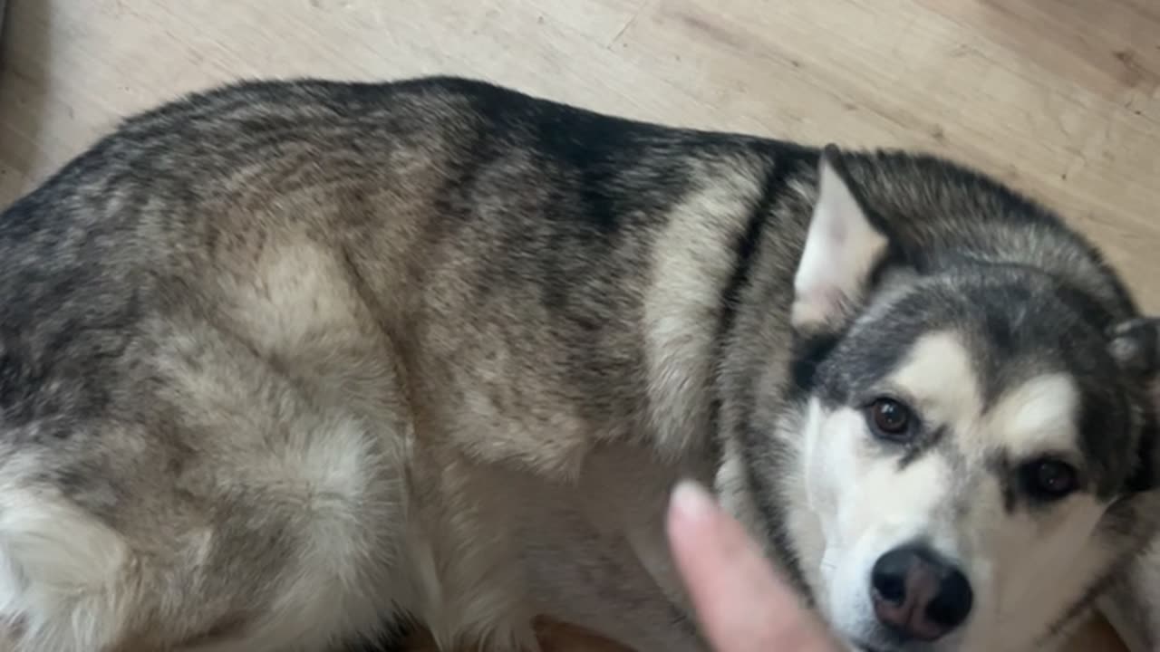 This Dog Comes Equipped With Bluetooth for Wireless Scritches