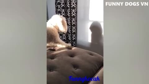 Let The Dogs Make Me Laugh 😂😂
