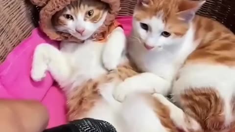 Cute Cats