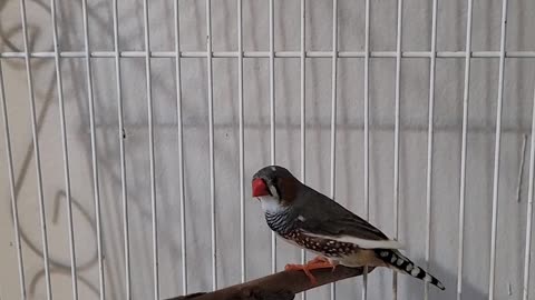 Zebra finches