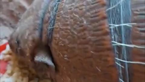 Guy Calls for an Armadillo Then Pets It As It Eats a Snack