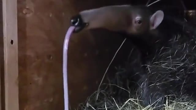 Ever seen an anteater yawn