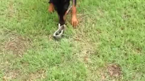 Two dogs kill a snake