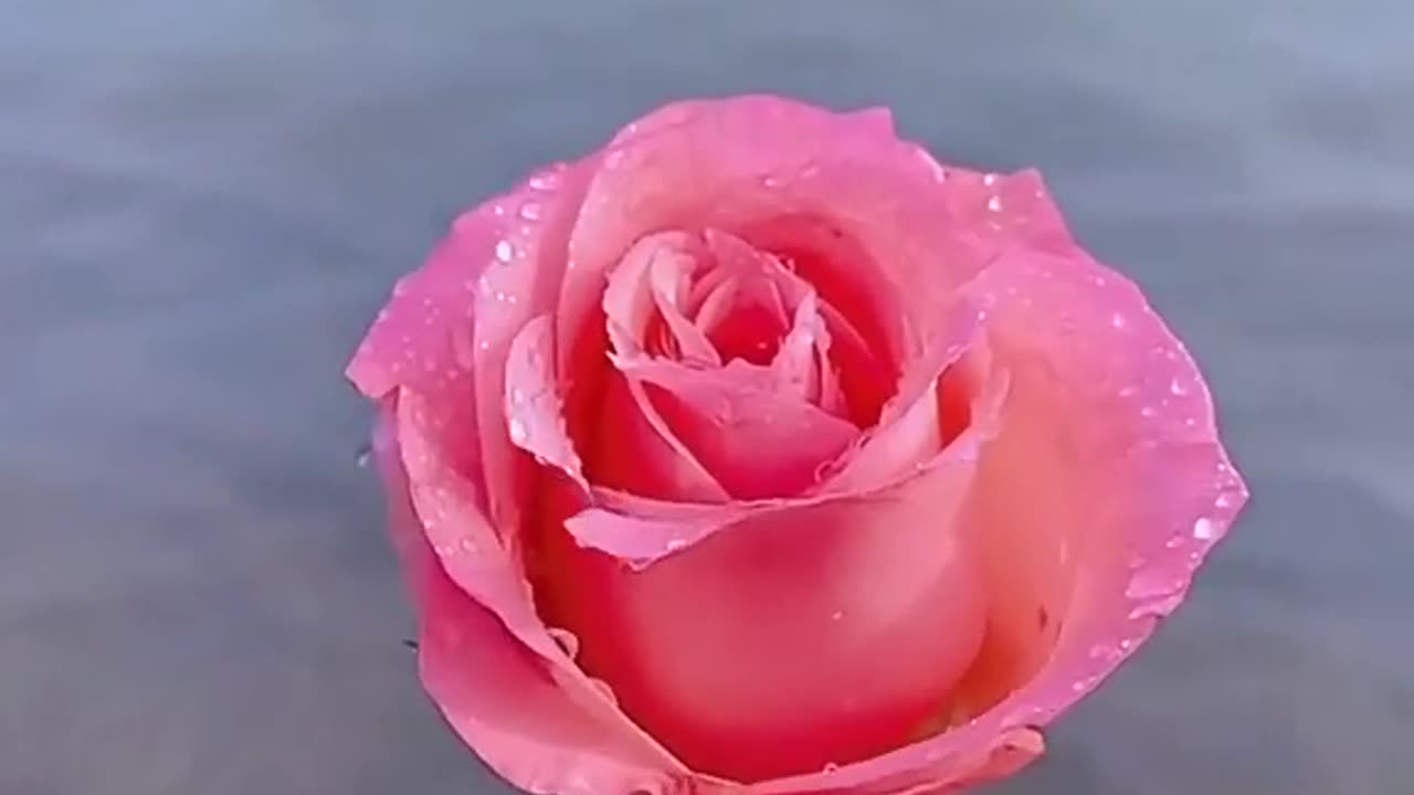 Beutiful and romantic rose real video