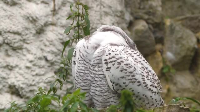 How beautiful is this snowy owl? Unlike most species of owl, the snowy owl spends