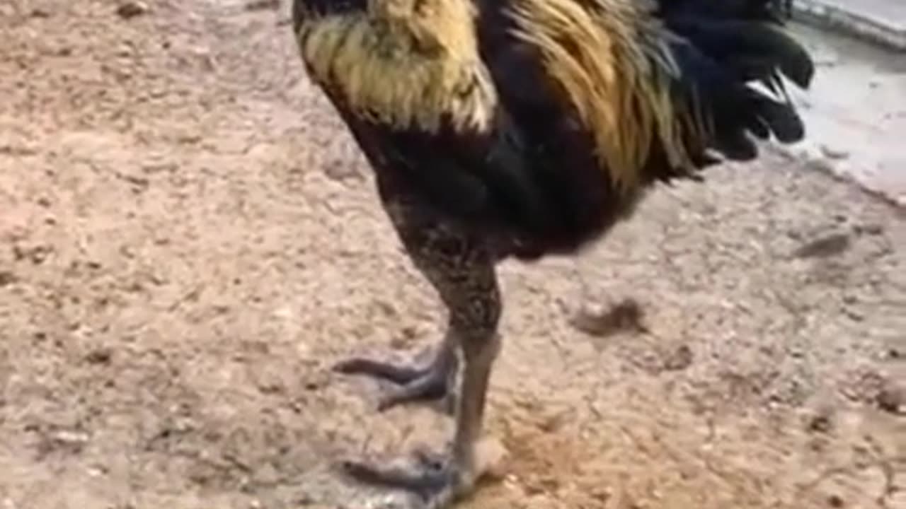 Funny cock 🤣😂