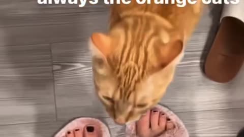 Funny cat meme