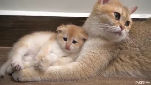 Baby kitten Jiro loves mom cat too much and lovingly wraps around her VIRAL VIDEO