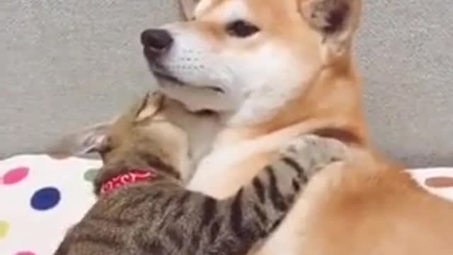 A cat and dog hug