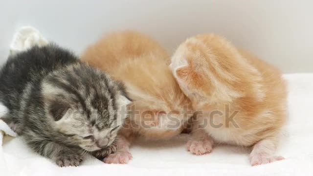 Little cute animals
