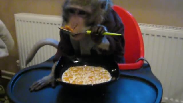 Breakfast monkey