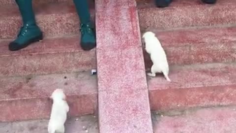 Do yourself a favor and watch these puppies go down a slide over and over again.