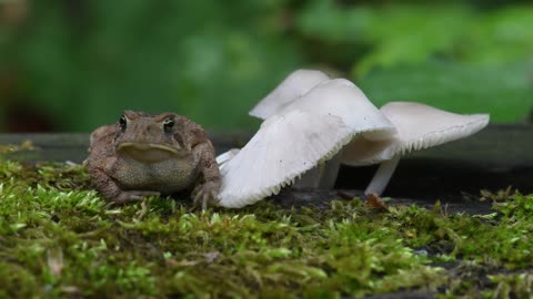 A toad and her toadstool