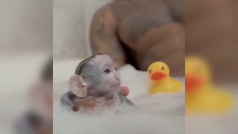 Monkey bath, ducklings company.