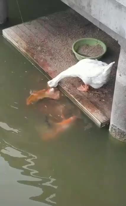 The duck shares its food with the fish