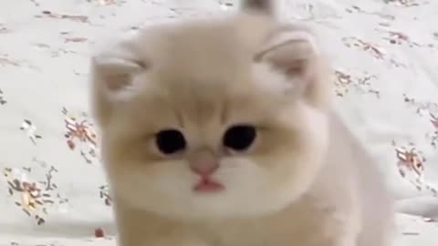 Cute cat