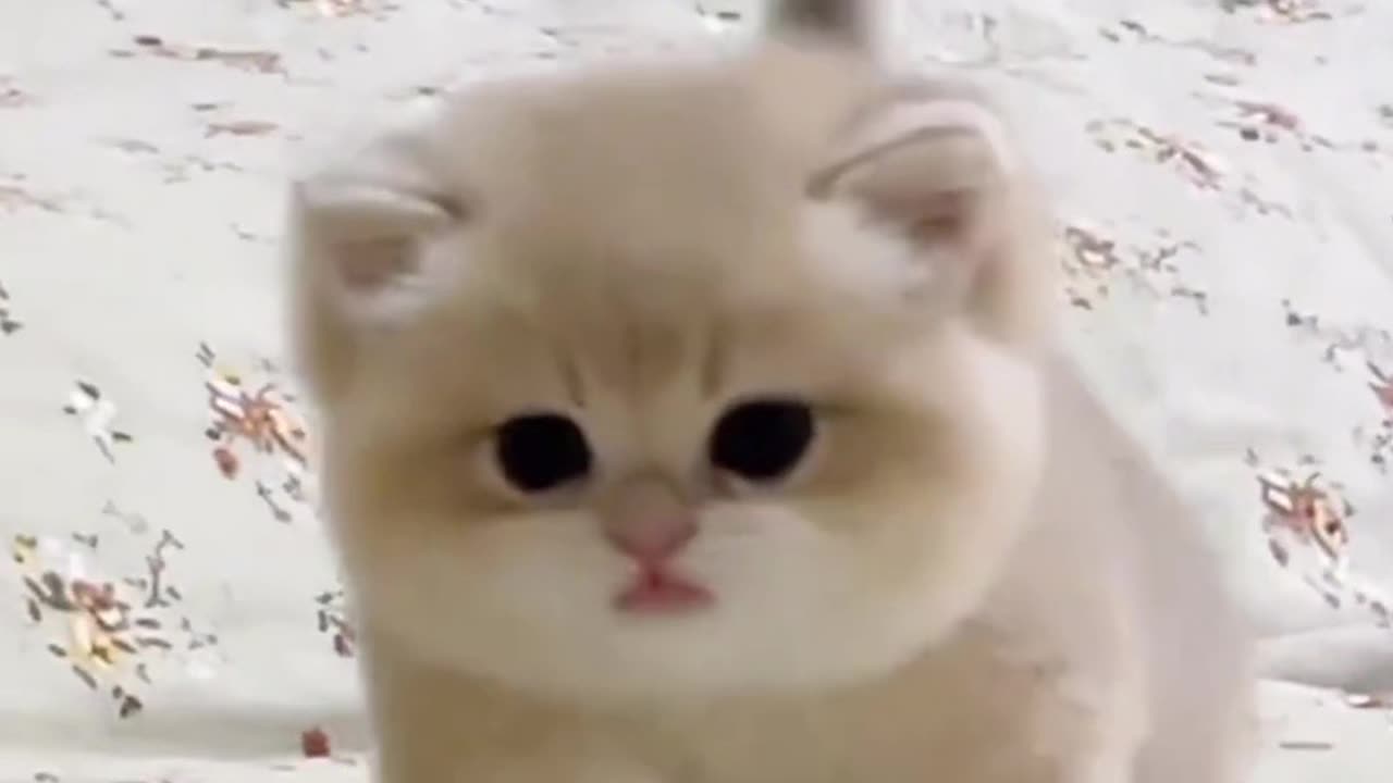 Cute cat