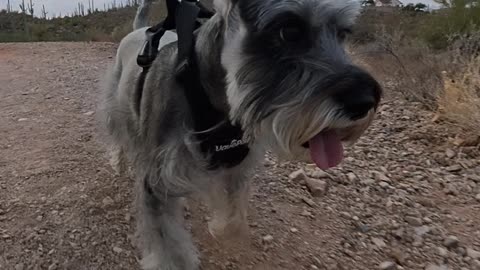 Walking Lexi at Sweetwater Preserve