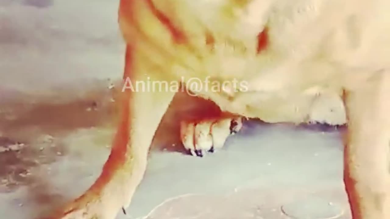 😂😂😂 Full video Funny dog 🤣 🤣