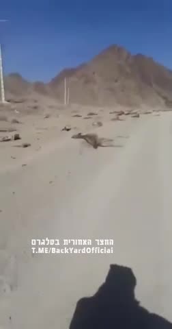 The Pakistan-Iran border. This is how they eliminate all the beasts