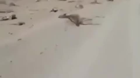 The Pakistan-Iran border. This is how they eliminate all the beasts