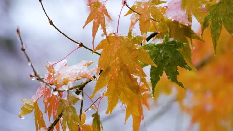 The Beauty of Japan #54