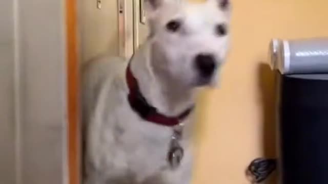 My dog do ta toππ