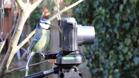 Bird on camera