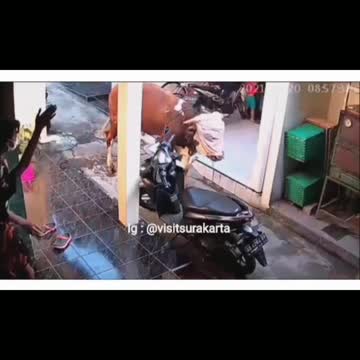 Cows rampage in solo, indonesia
