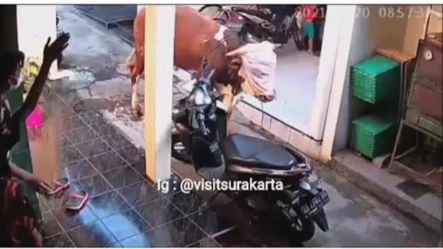 Cows rampage in solo, indonesia