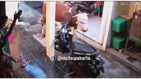 Cows rampage in solo, indonesia