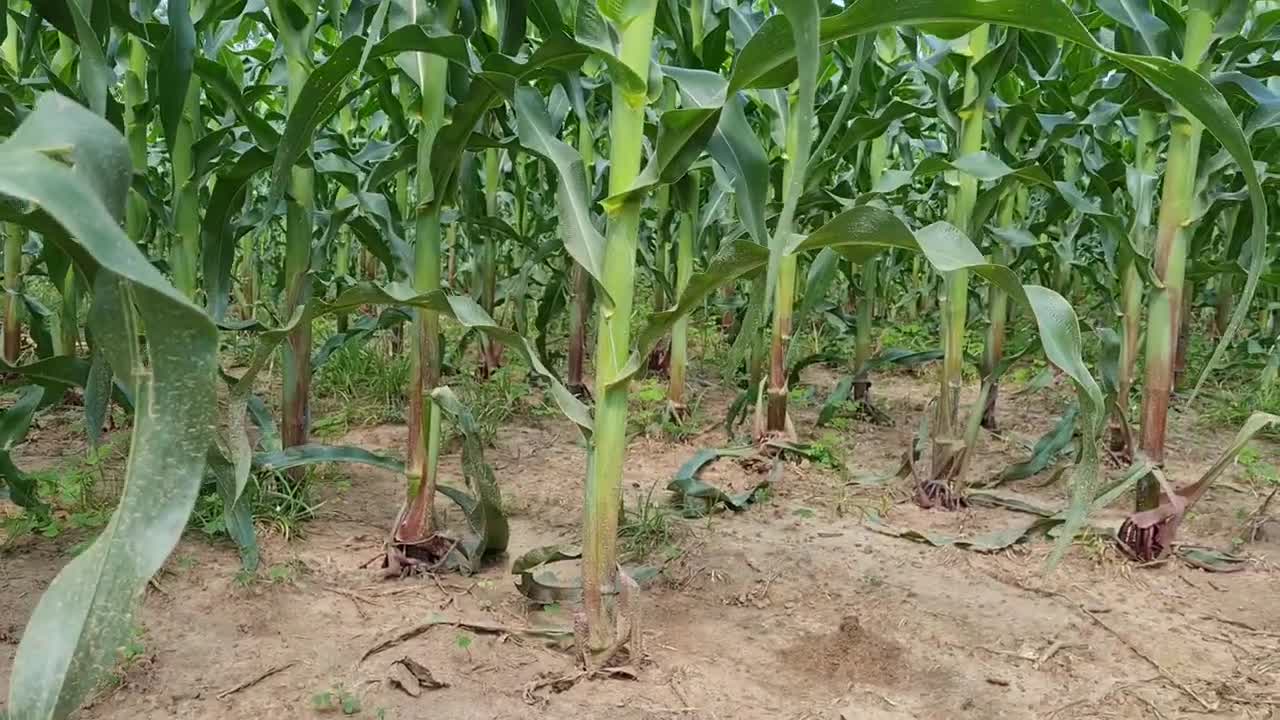 Maize under conservation Agriculture