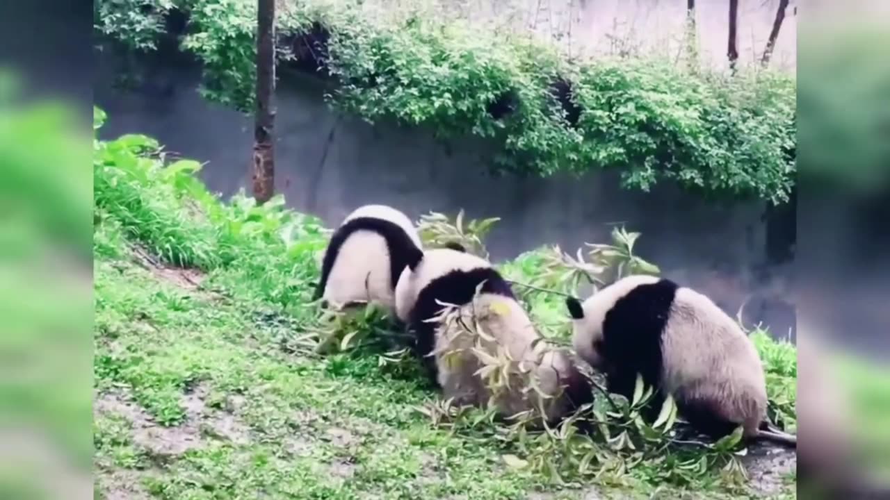 funny pandas