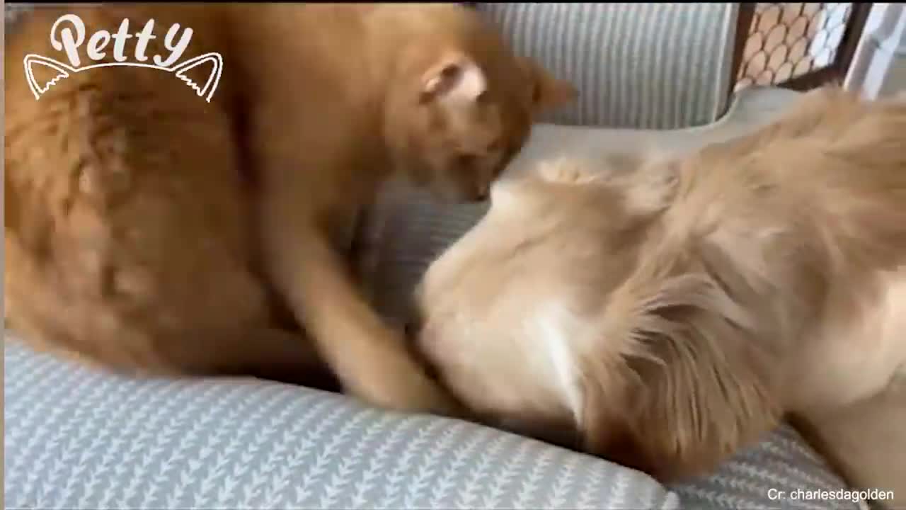 CATS vs DOGS! Love and hate! Compilation of funny cats and dogs for a good mood! 🤣