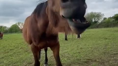 Laughing horse