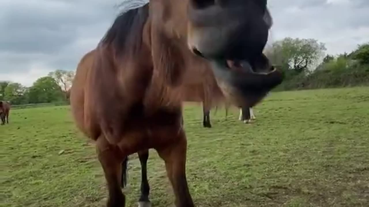 Laughing horse