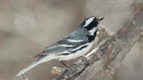 Black-throated Grey Warbler Song Video