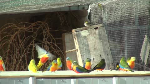 Turquoise Parrot _ BirdSpyAus