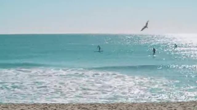 Beach bird enjoying the monment