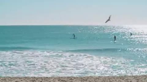 Beach bird enjoying the monment