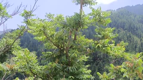 BEAUTIFUL VIEW OF PAKISTAN UPPER DIR