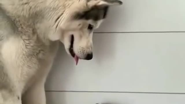 Gentle husky showers love on cute little cat