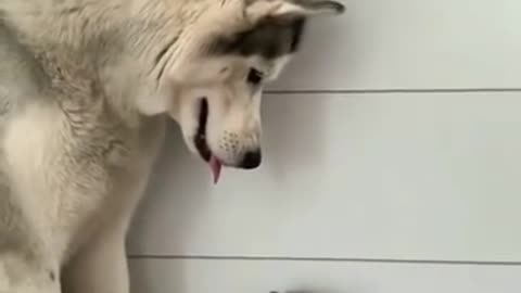 Gentle husky showers love on cute little cat