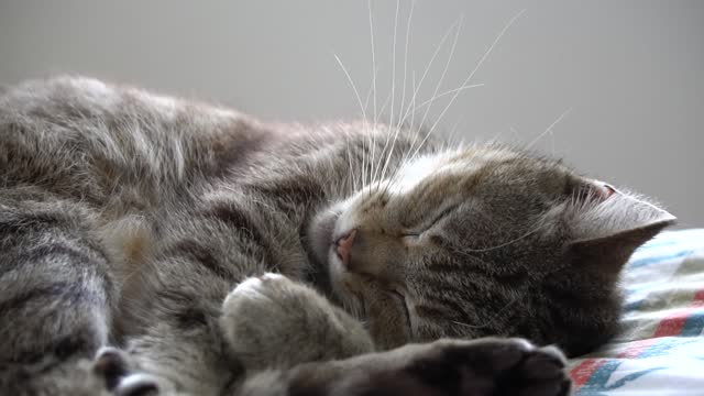 lovely cat sleeping, really cute