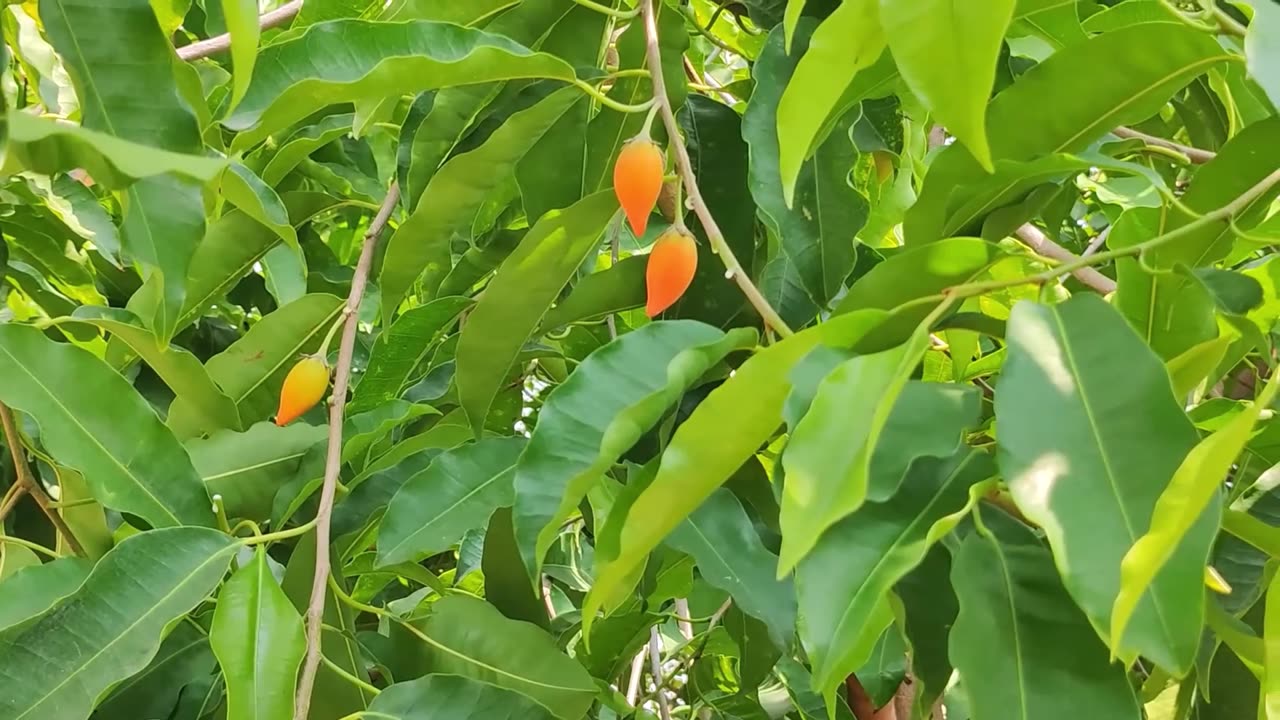 Mimusops Elengi Tree, Fragrant Spanish Cherry, Indian Medlar Bakul